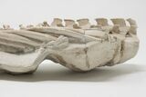 Articulated, Fossil Oreodont (Miniochoerus) Skeleton - Wyoming #197374-18